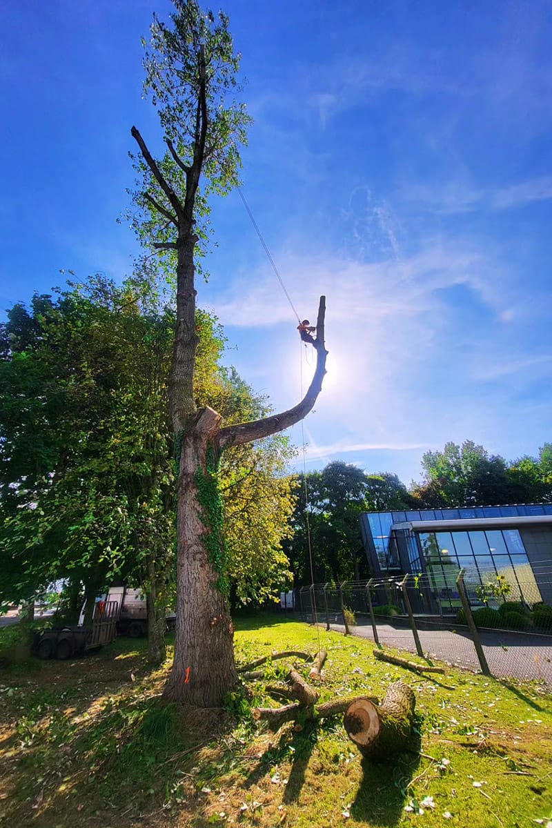 Tree Surgeon, Tree Surgery, Tree Services & Arborist in Carlisle and Cumbria.