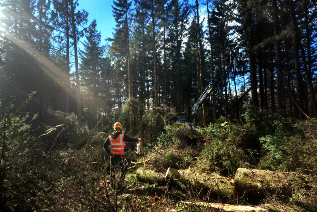 Tree surgeon carrying out site clearance in Carlisle and Cumbria.