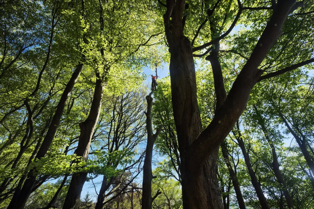 Tree trimming in Carlisle.