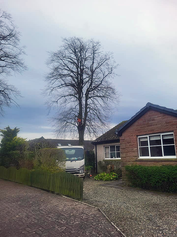 Tree trimming service truck