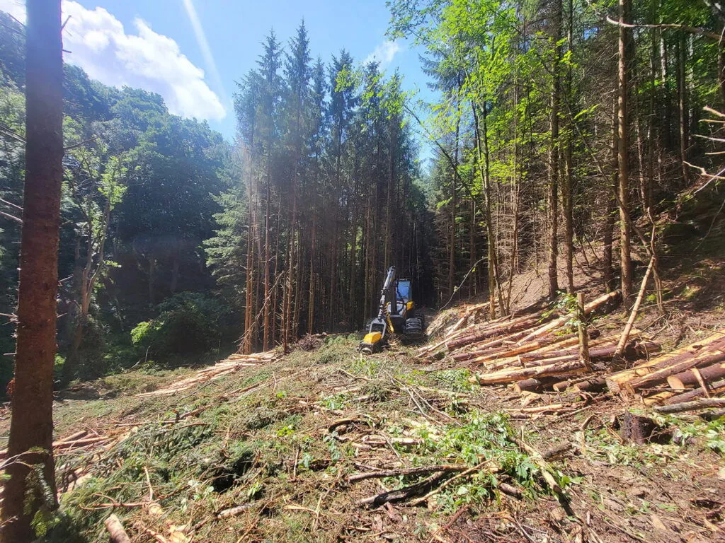 Forestry machine harvesting trees in Carlisle.