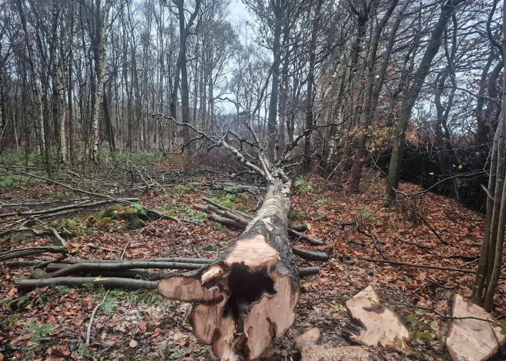 Forestry services in Carlisle & Cumbria.