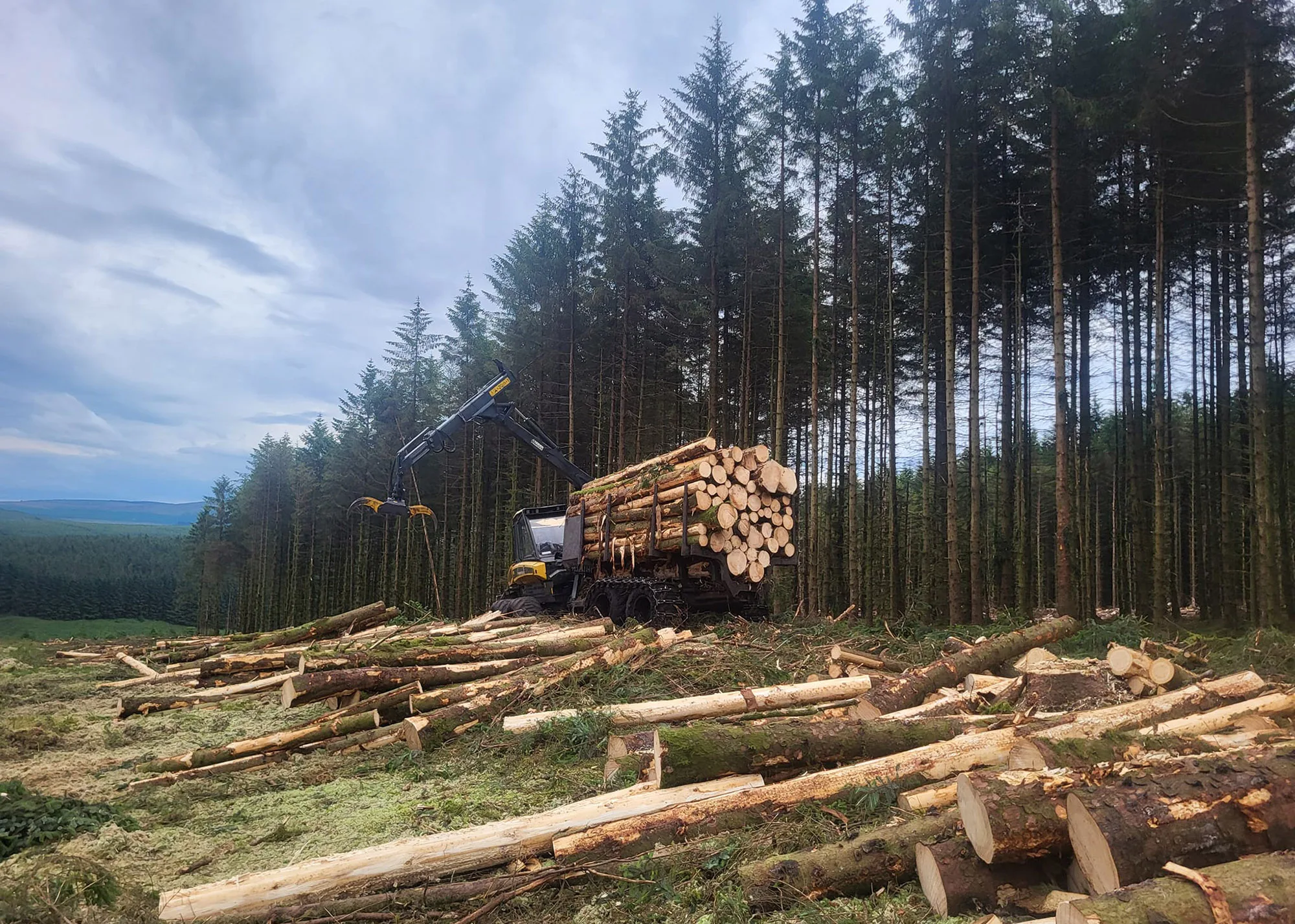 Forestry services in Carlisle & Cumbria.