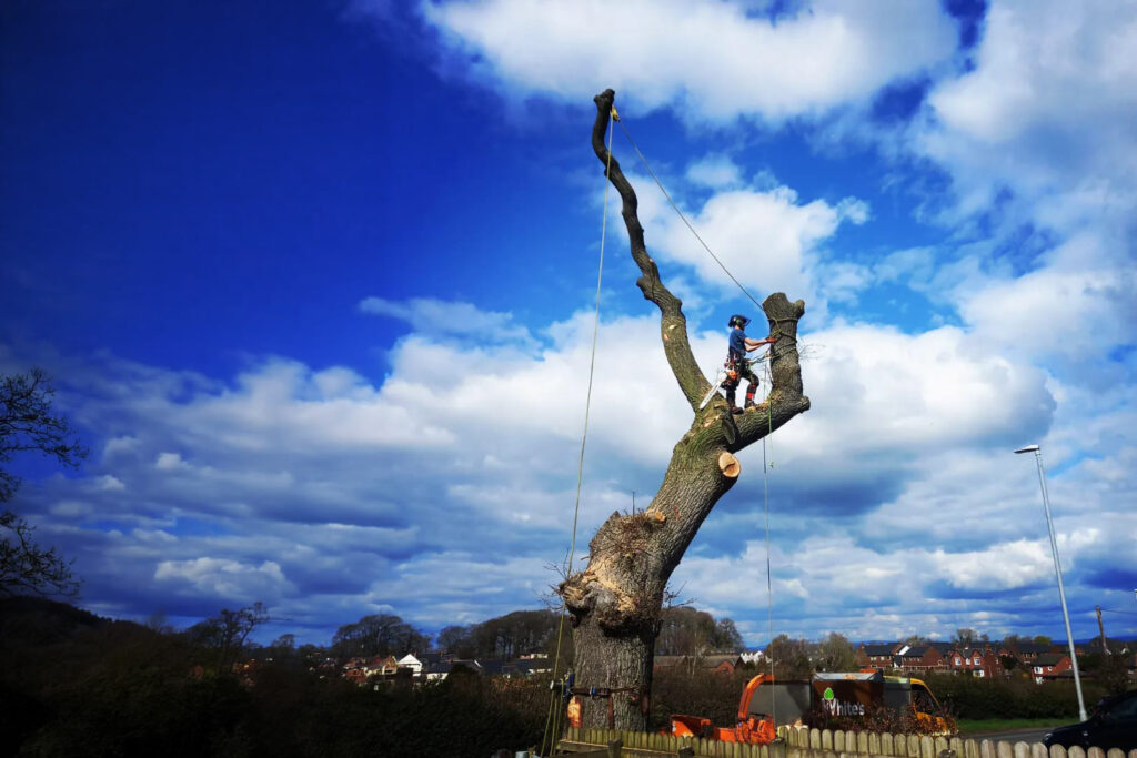 Tree surgeon trimming large branch