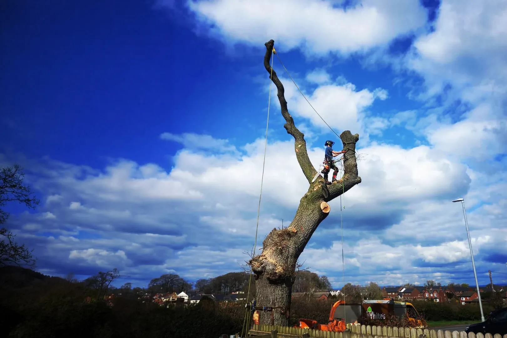 Tree surgeon trimming large branch in Carlisle & Cumbria.