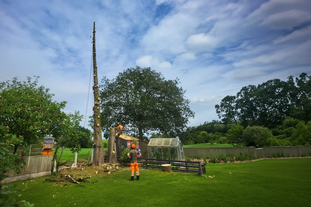 Tree removal in progress