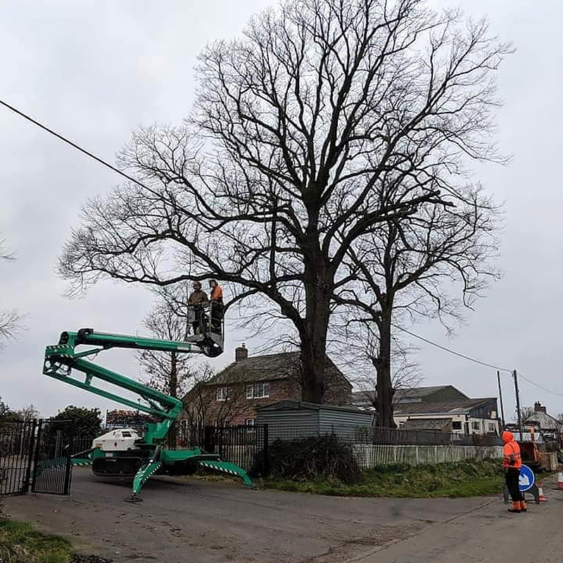 Tree trimming with lift