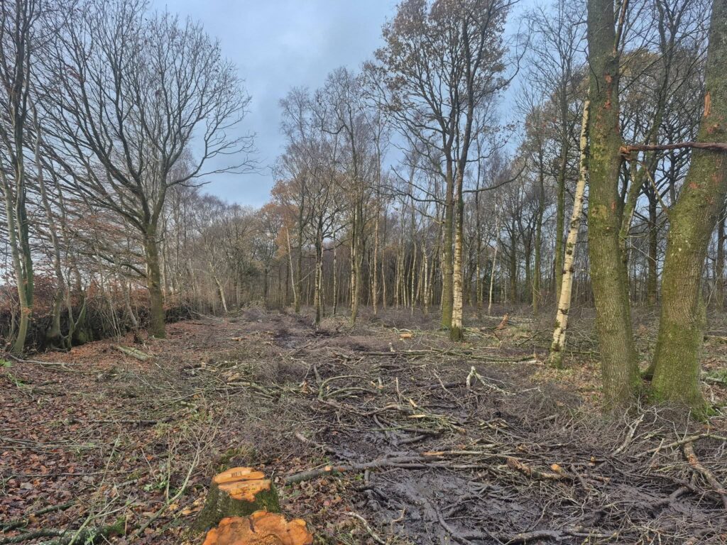 Site Clearance Services in Carlisle & Cumbria by White's Tree Services.
