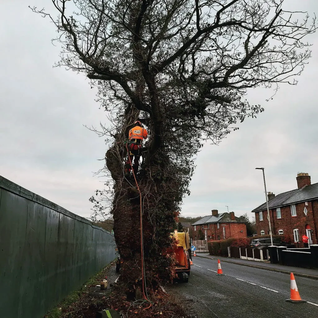 Arborist working on large tree