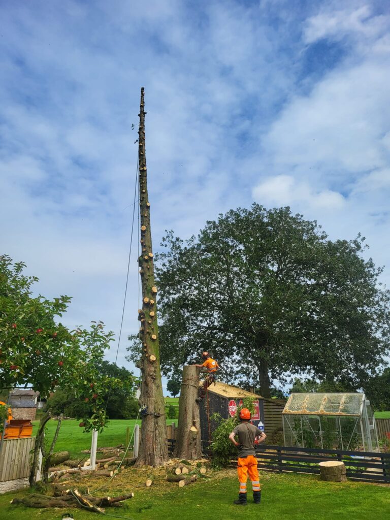 Tree removal by arborists
