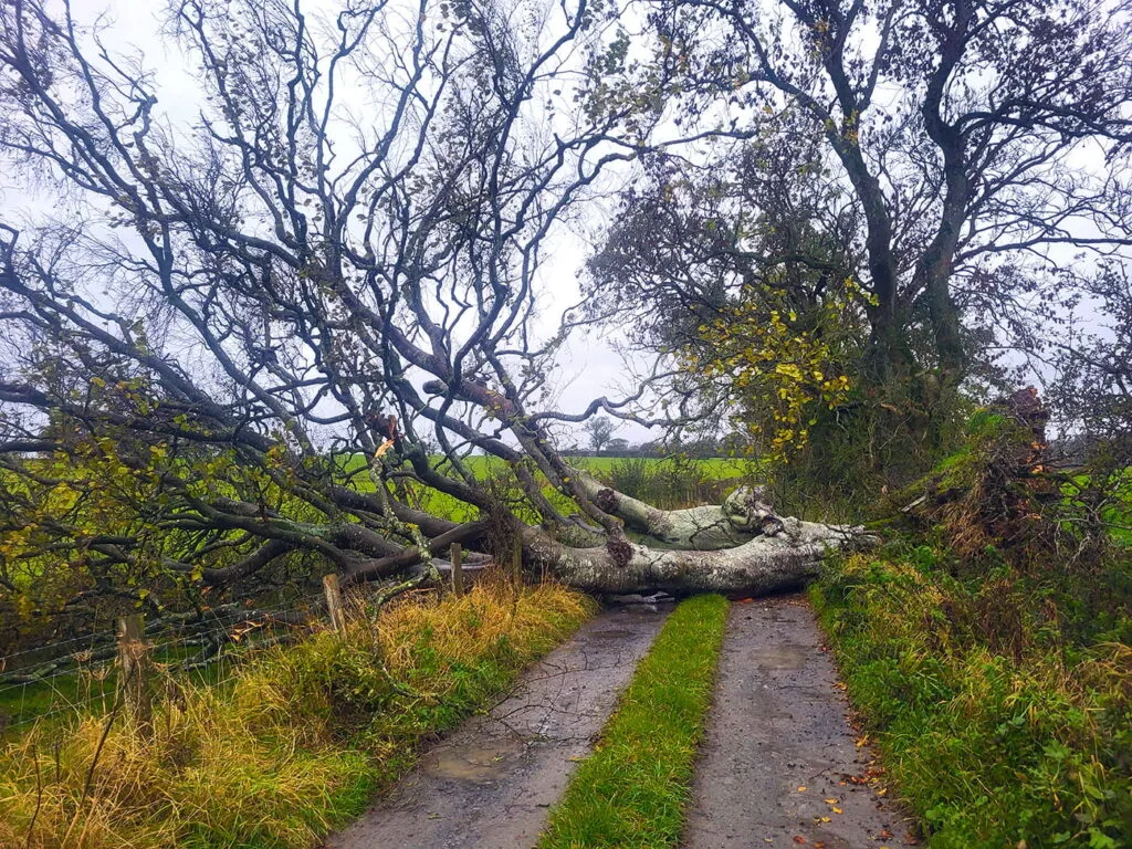 Storm damaged tree across road in Carlisle.