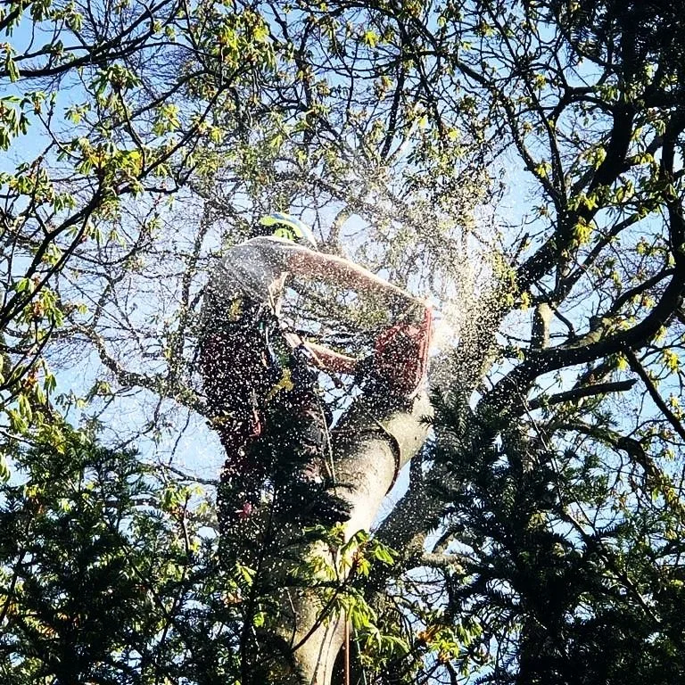 Tree Surgeon, Tree Surgery, Tree Services & Arborist in Carlisle and Cumbria.
