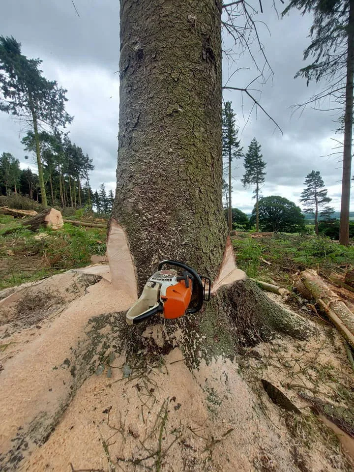 Tree Surgeon, Tree Surgery, Tree Services & Arborist in Carlisle and Cumbria.