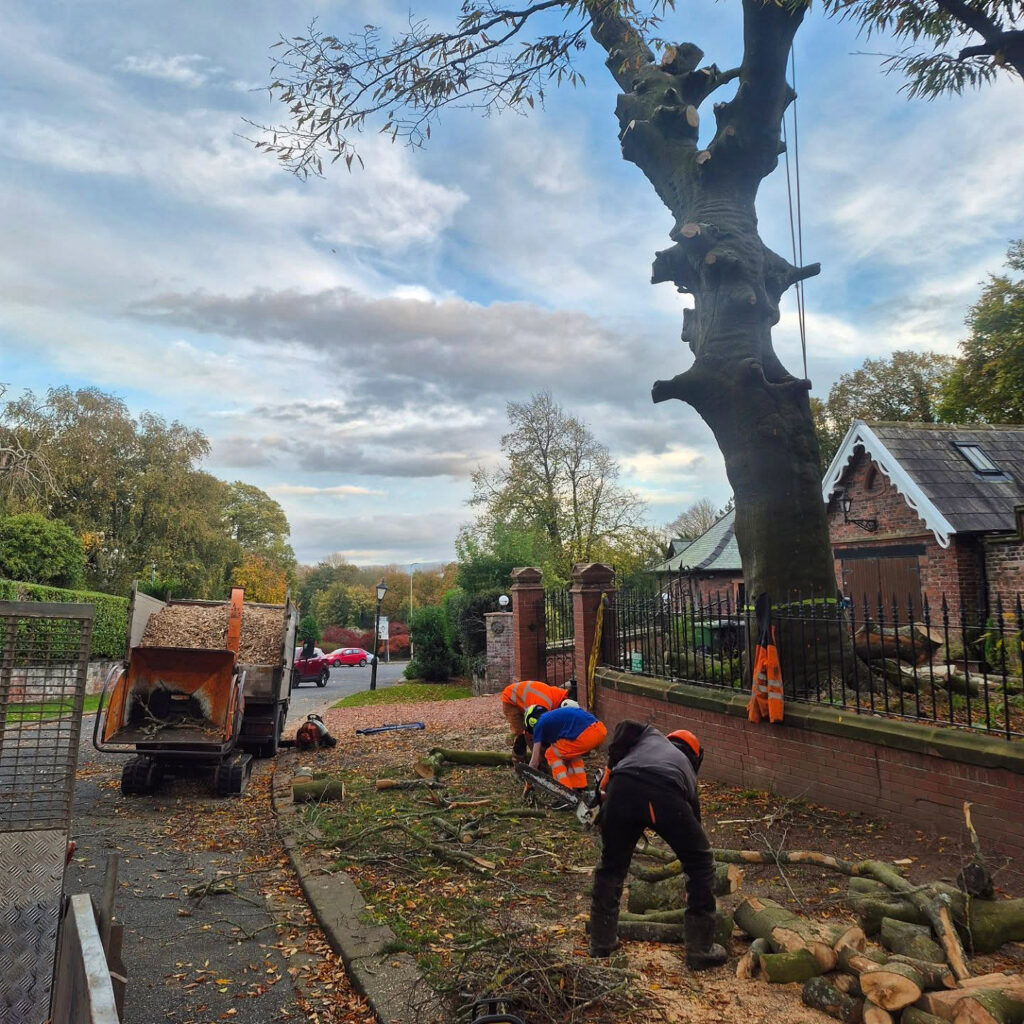 Tree cutting and removal services