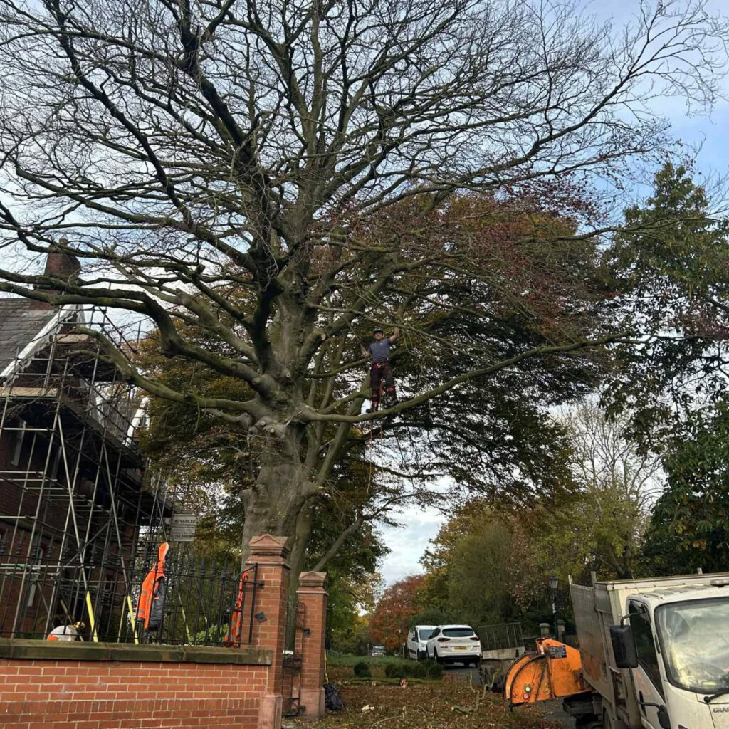 Tree surgeon in tree