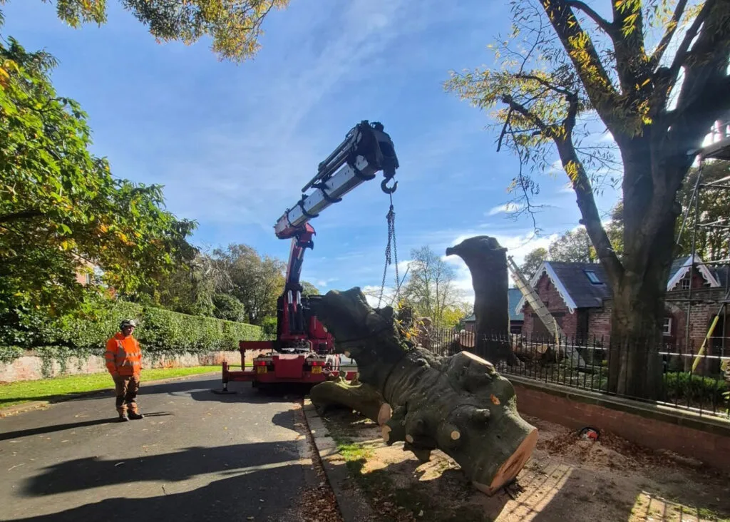 Tree Surgeon, Tree Surgery, Tree Services & Arborist in Carlisle and Cumbria.