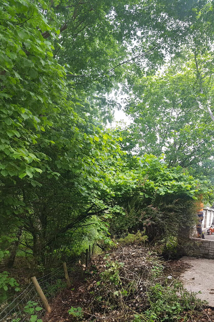 Lush green trees and foliage