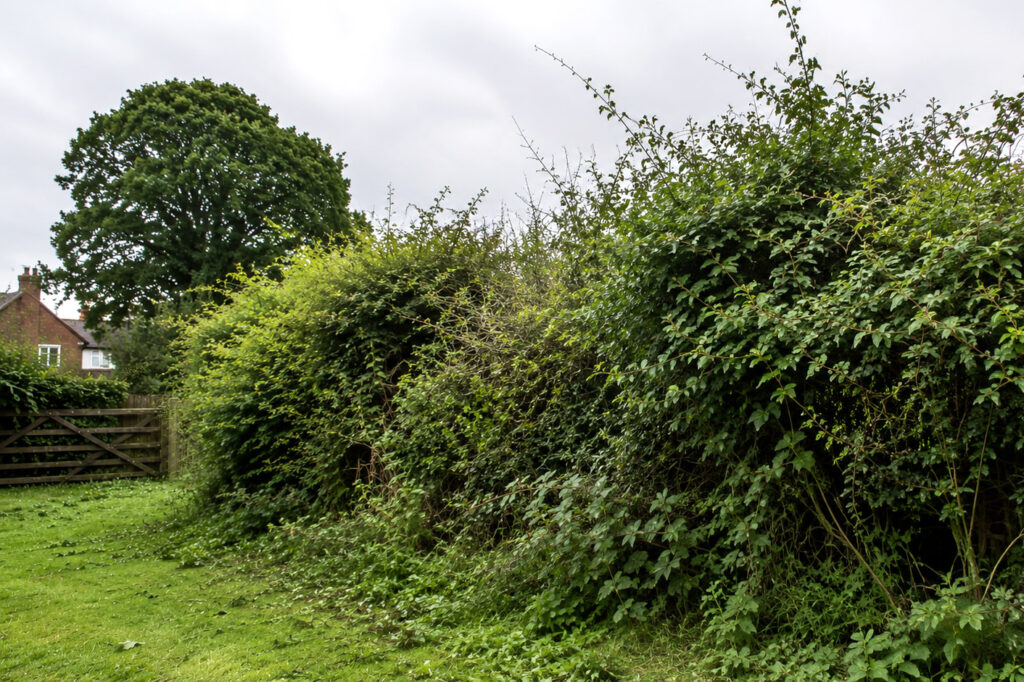 Overgrown green hedgerow