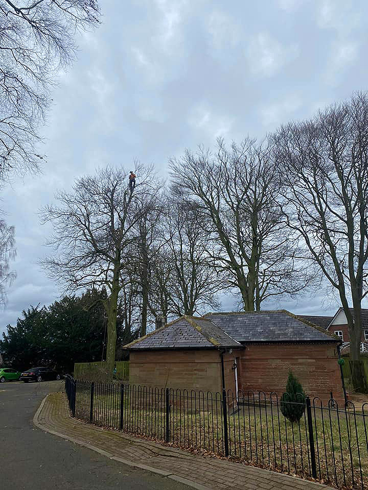 Arborist pruning tall tree