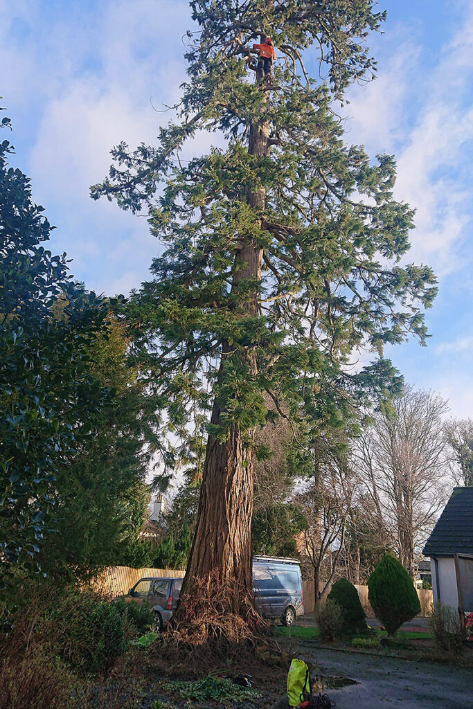 Dead Wooding a tree