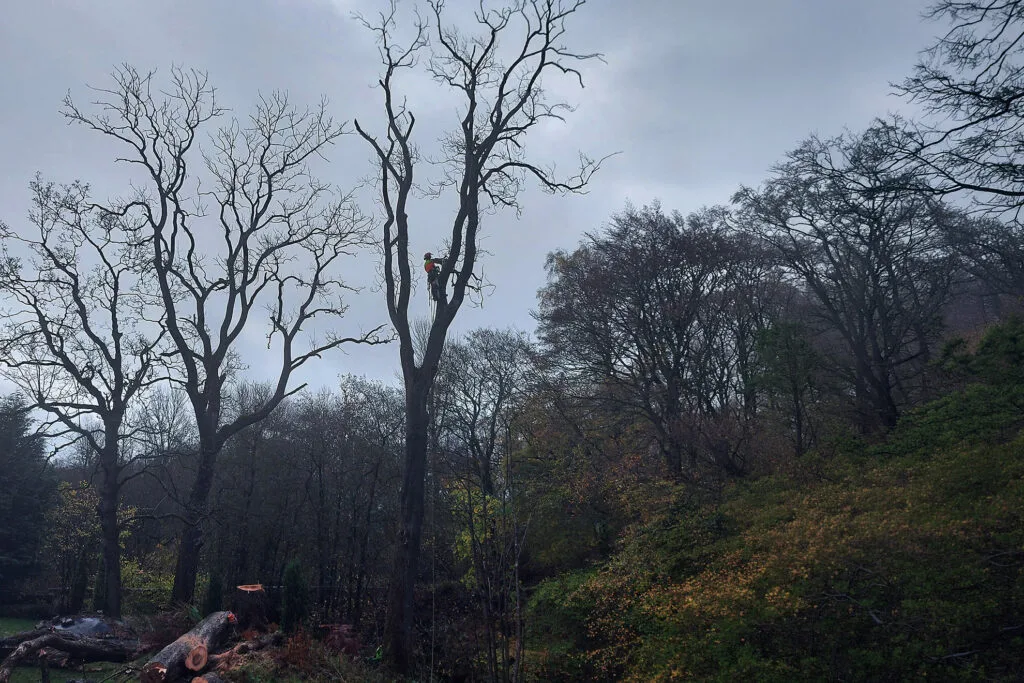 Climber dead wooding a tree in Carlisle.