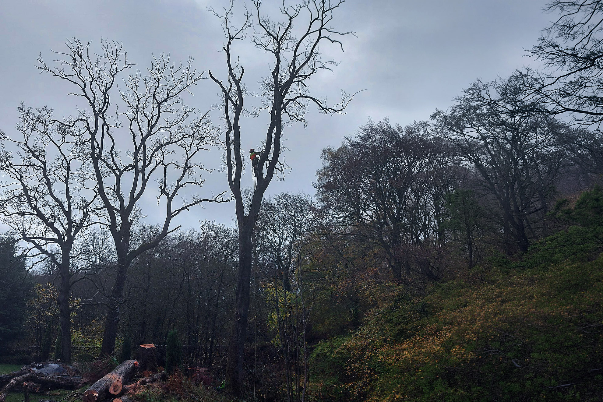 Climber dead wooding a tree