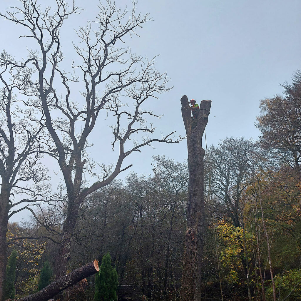 Dead wooding a tree