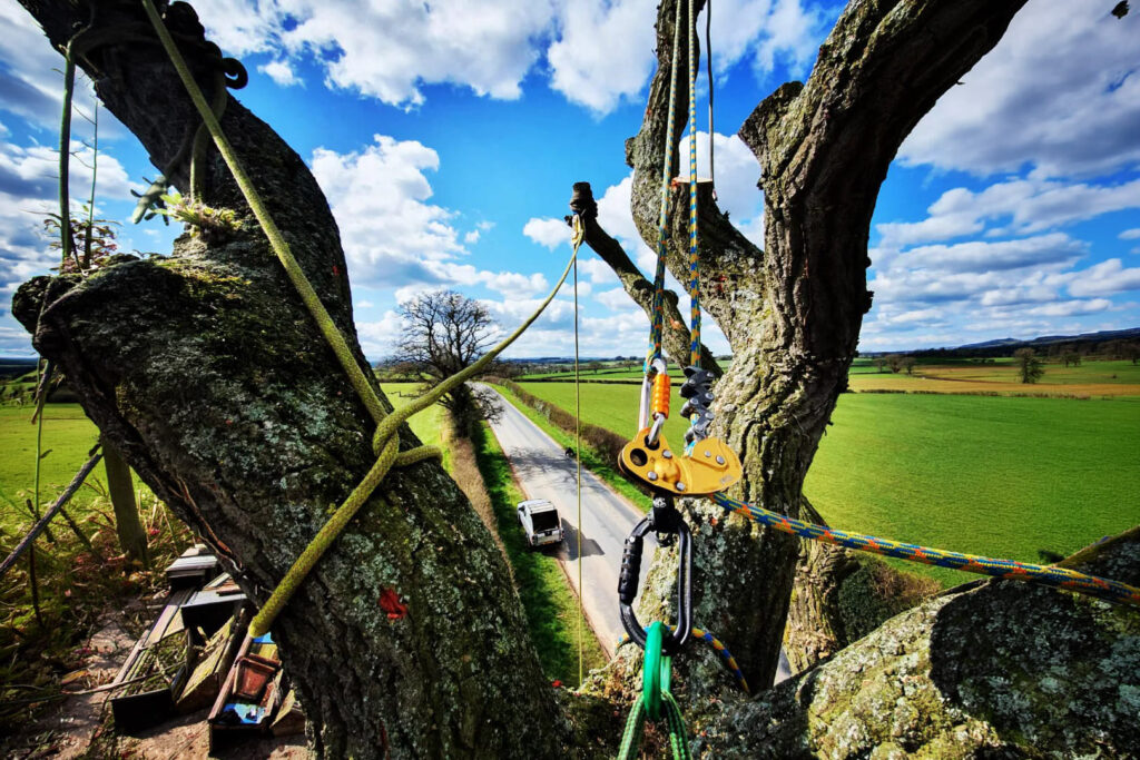 Up a tree