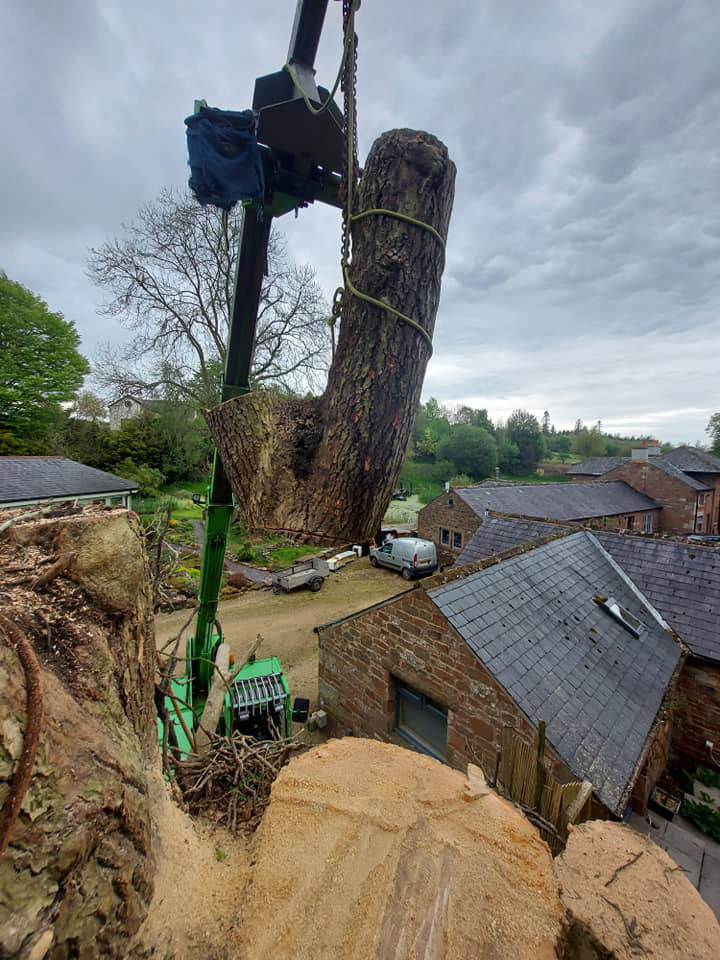 Tree Pollarding