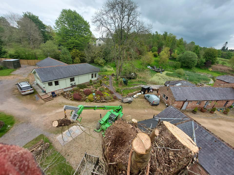 Tree Pollarding