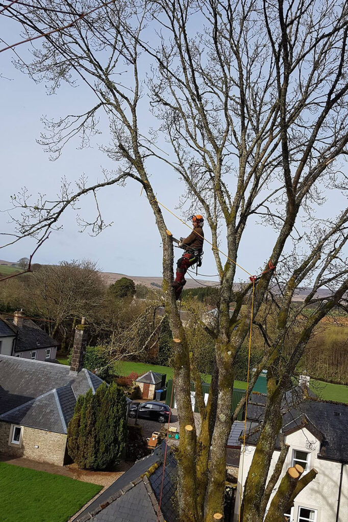 Tree surgeon tree pruning.