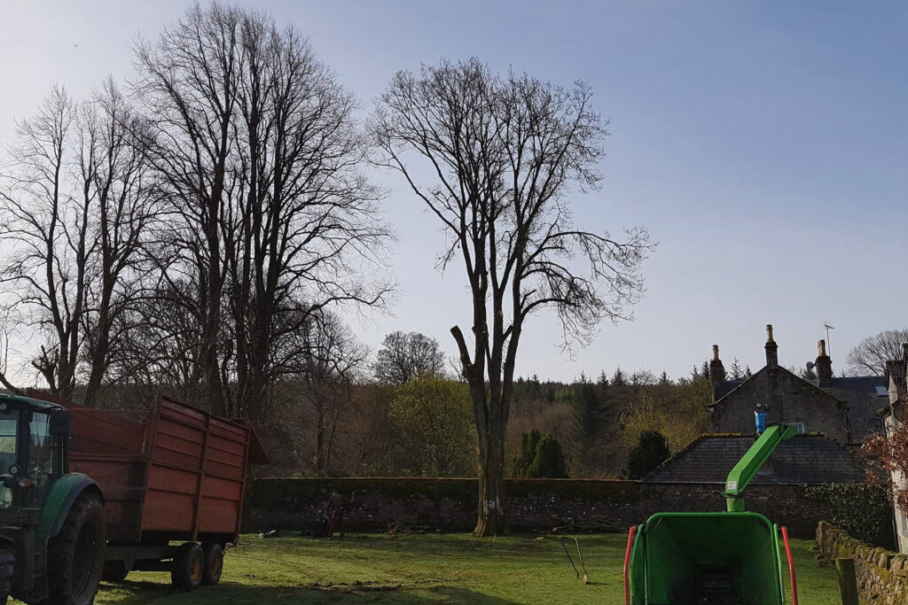 Tree pruning