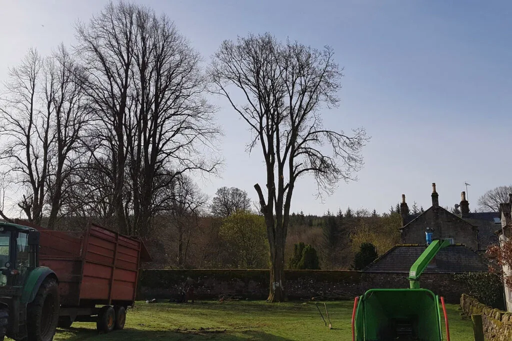 Tree pollarding in Carlisle.