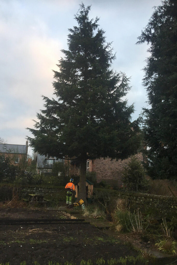 Tree pruning
