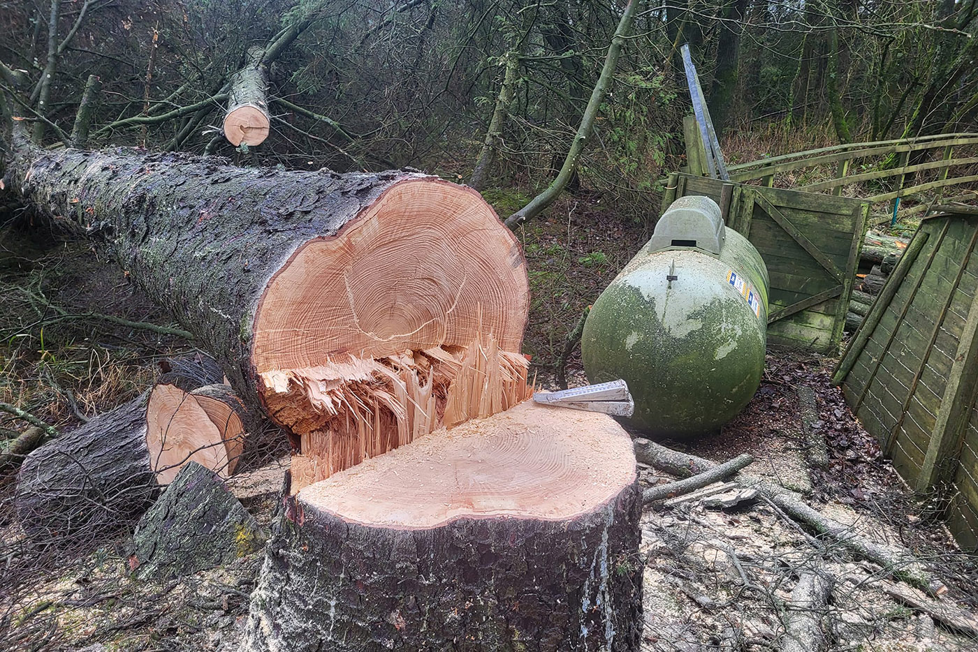 Dangerous tree removal in Carlisle