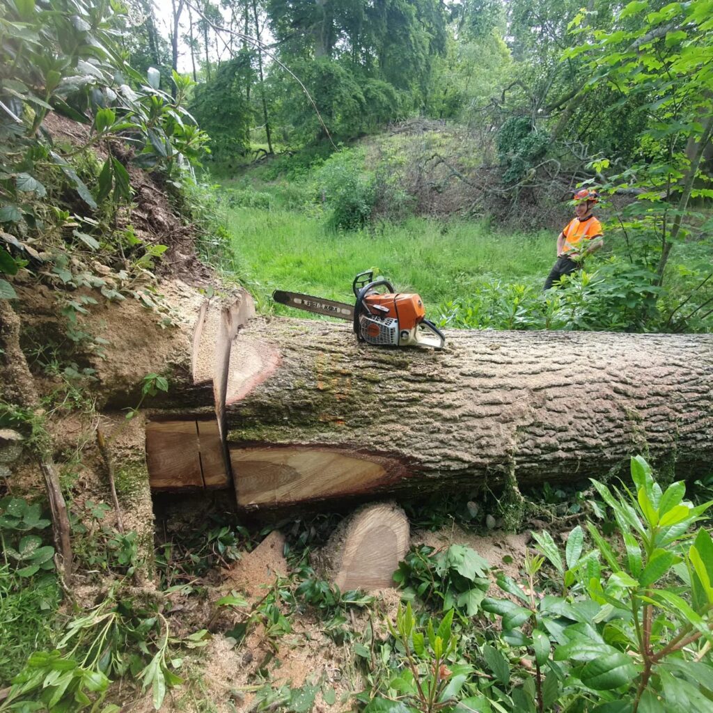 Storm damaged tree in Carlisle.