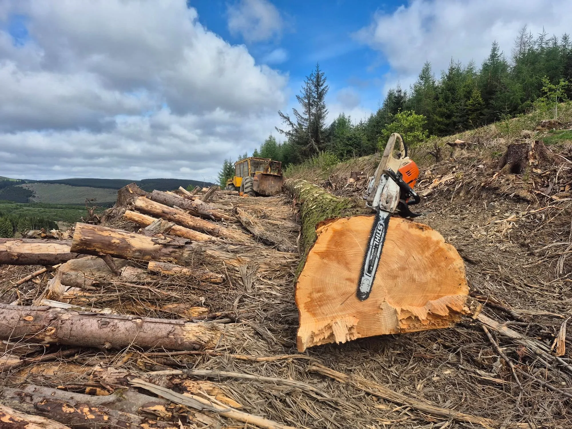 Felled tree during forestry work in Carlisle & Cumbria.
